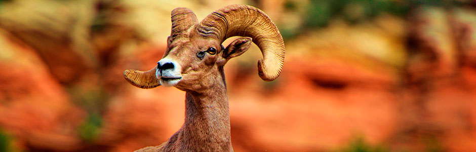 Encuentra promociones de vuelos desdeÂ Estados UnidosÂ aÂ Ciudad ObregÃ³nÂ (CEN)